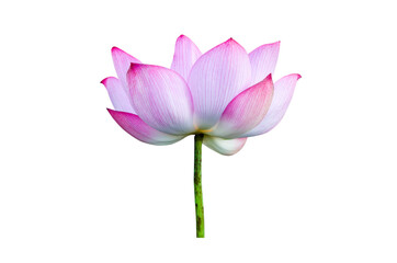 Fototapeta premium Lotus flower isolated on white background