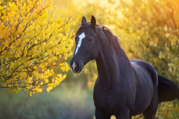 Obraz na płótnie Canvas Black Stallion in fall park at sunset light