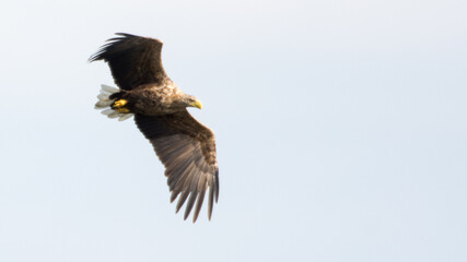 Fototapeta premium Seeadler