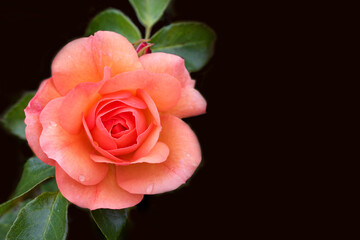 Fototapeta premium red and orange rose isolated on black