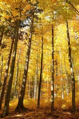 Majestic beech forest in golden colors of autumn