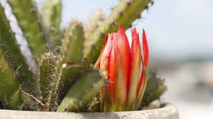 flower of desert cactus