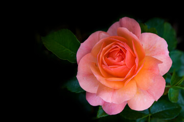 single pink and orange rose