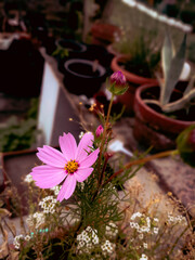 pink flowers in the garden