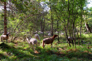 Naklejka na ściany i meble Herd of sheep in Fontainebleau forest