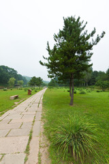 lawn and trees in a park, north china