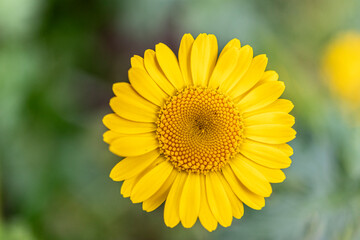 All yellow sunflower isolated on photo