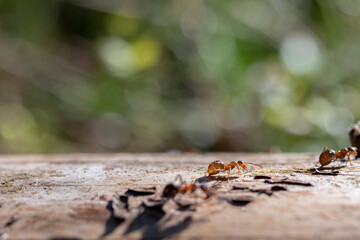 Ant walking on dry tree trunk