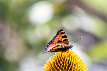 Butterfly perched on a yellow flower