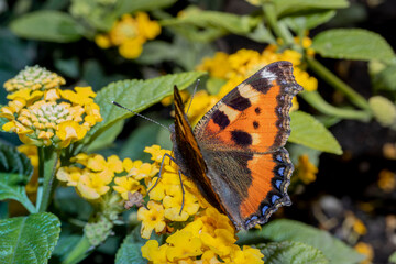 Closeup of a butterfly collecting pollen from a flower