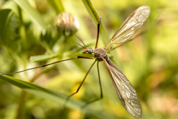 Closeup of an insect perched on the grass