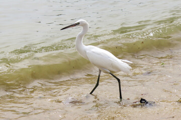 great blue heron