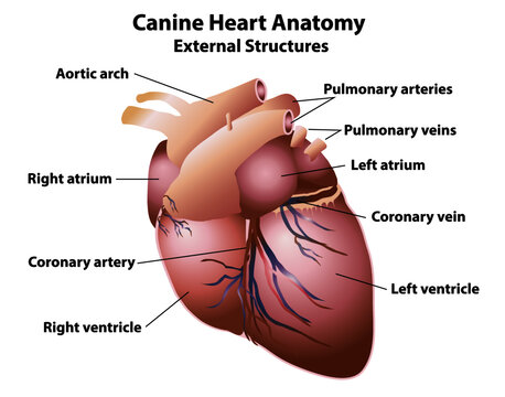 Canine heart with anatomy labels. External dog heart structures in a realistic style isolated on white background. Medical, healthcare, and science education.