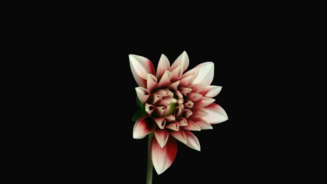 Time-lapse of blooming red-white dahlia 1c4 in RGB + ALPHA matte format isolated on black background
