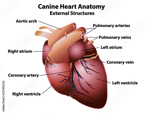 canine heart