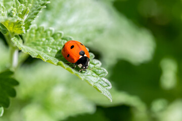 Ladybug on a green leaf