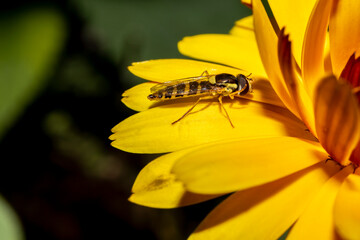 Little yellow and black bee perched on a yellow flower