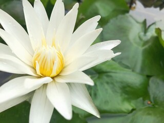 Obraz na płótnie Canvas white water lily