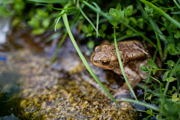 Frosch auf Stein