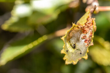 Silkworm in its cocoon inside a leaf