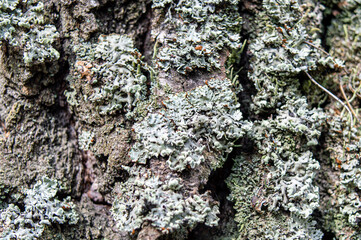 Moss at tree bark with background, texture natural background close-up