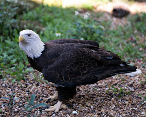 Bald Eagle Stock photos. Close-up profile view displaying brown feathers plumage, white head, eye, beak, talons, in its habitat and environment with blur foliage background.  Eagle wings.  Picture.