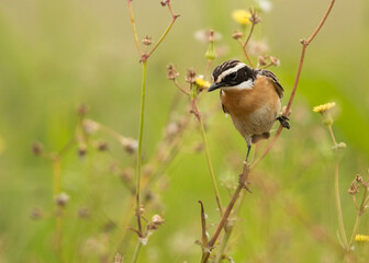 Whinchat perched on bush looking down, Bahrain