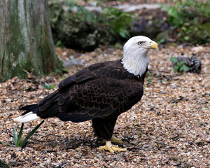 Bald Eagle Stock Photos.  Bald Eagle close-up profile view standing on gravel with blur foliage background, looking at the right  in its environment and habitat. Eagle wings. Image. Portrait. Picture.