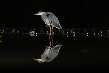 Grey Heron (Ardea cinerea) and reflection in a pond at night