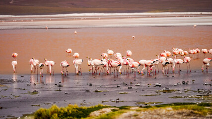 Fototapeta premium Flamingos in the Laguna Colorada (Red Lagoon) in Bolivia 