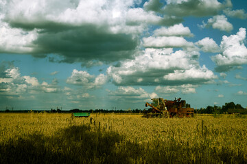 Fototapeta premium Background with wheat field, harvester and amazing August sky.