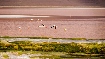 Flamingos in the Laguna Colorada (Red Lagoon) in Bolivia
