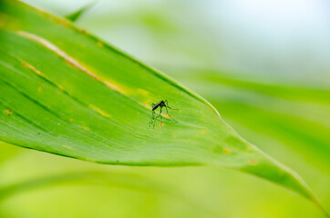 Aedes aegypti