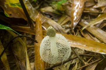 Dictyophora indusiata in the rain forest.