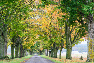 Fototapeta na wymiar Asphalt road into the autumn forest
