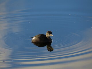Grey Duck leisurely swims on the water