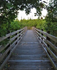 Obraz premium wooden bridge in the forest