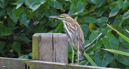 Great Green Heron watching his prey