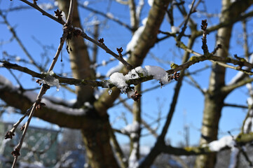 tree branches with snow against a blue sky in clear sunny weather