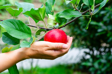 a woman’s hand holding a ripe red apple that hangs on a branch of an apple tree. Close view of a female hand picking an apple from a tree. Selective focus.