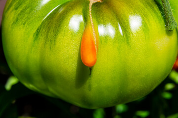 close view of a green tomato with a funny red outgrowth looking like a nose. A tomato of a strange...