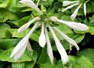 White Lily Flower Drop rain Green Leaves