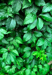 Green Leaves Nature background Rain Drop bush UFO