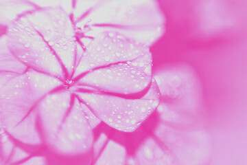 close up of pink flower