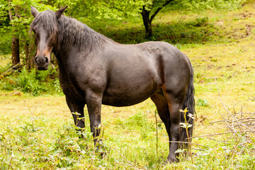 chevaux