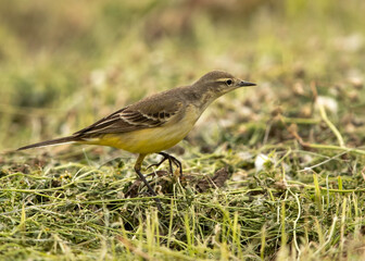 Yellow wagtail searching food on the ground, Bahrain