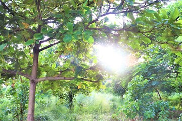 sun rays in the forest