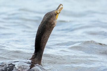 Obraz premium great blue heron