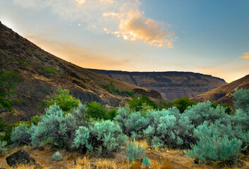 Fototapeta premium Desert Beauty