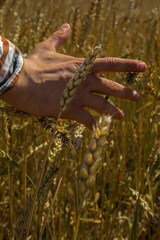 Male hand touching rye close up